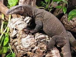 Check spelling or type a new query. Black Rough Neck Monitor Wiki Reptiles Amino