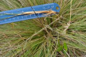 Image result for Aristida pilgeri