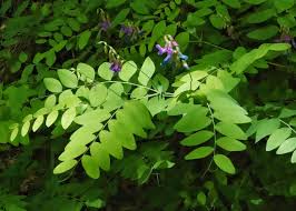 Image result for Lathyrus