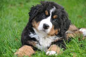 Check spelling or type a new query. Bernese Mountain Dog Puppies The Ultimate Guide For New Dog Owners The Dog People By Rover Com