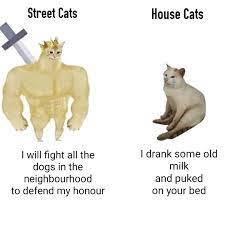 We have 75+ background pictures for you! Street Cat Strong Memes