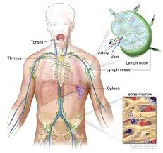 Definition Of Lymph Node Nci Dictionary Of Cancer Terms National Cancer Institute