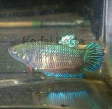 He is absolutely gorgoreous and very. King Betta Fish Home Facebook