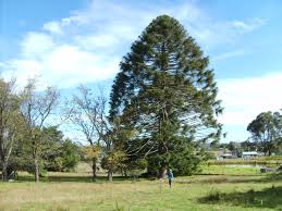 Image result for Araucaria bidwillii