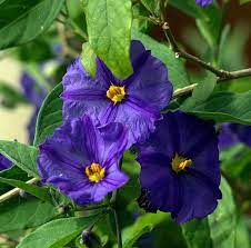 Blue Potato Bush Solanum Rantonnetii Blue Flower Arrangements Blue Potatoes Beautiful Flowers