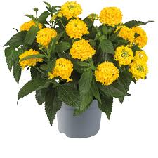 Image result for Lantana camara
