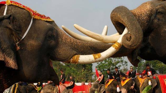 Elephants feast and fight on Thailand's National Elephant Day | Hindustan Times