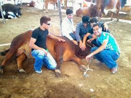 Pakistani funny video 1) new funny clips pakistani. Bakra Eid
