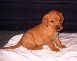 Looking for a fox red labrador retriever puppy for sale? Our Girls And There Silver Charcoal Fox Red Labrador Puppy Pictures