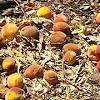 The overuse of any pesticide will make the pest develop immunity to it, by adapting to it. Https Encrypted Tbn0 Gstatic Com Images Q Tbn And9gcs1gbd6eckp1qmrezqvucaozck1qb7wzmku1bsqtlukehu2uuar Usqp Cau