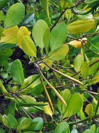 Image result for Ceriops