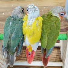 ウロコ インコ 色