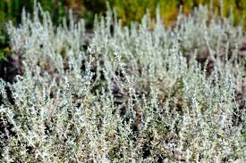 Image result for Cliffortia serpyllifolia
