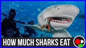How Much Do Sharks Eat Understanding Metabolism Youtube People are more likely to be killed by lightning the bite of a shark can rip into its prey with the force of several tons. how much do sharks eat understanding metabolism