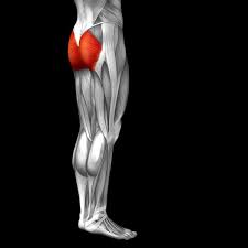 Want to learn more about it? 2 214 Gluteus Stock Photos Free Royalty Free Gluteus Images Depositphotos