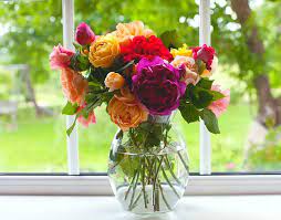 Man gardener cut or trim rose bush with secateur tool in the garden outdoors. How To Grow And Care For Garden Roses