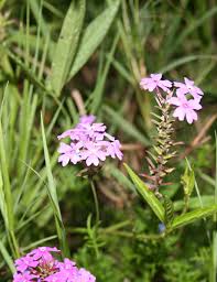 Image result for Verbena aristigera