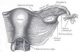 Ligamentum teres uteri, round ligament of the uterus. Parametrium Wikipedia