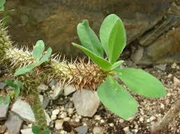 Image result for Euphorbia didiereoides