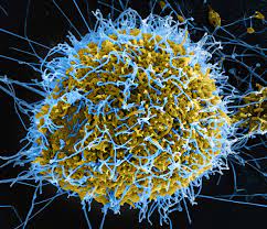 Ebola Cause Symptoms Treatment Transmission Britannica