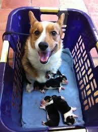 Adorable Black And White Corgi Puppy Corgis Cute Animals Corgi Happy Dogs