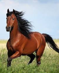 Paint Black And Brown Horse Twitter Horses Most Beautiful Horses Pretty Horses