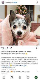 5875 ellsworth avenue pittsburgh, pa 15232. Dog Friendly Places In Pittsburgh Fauna Care