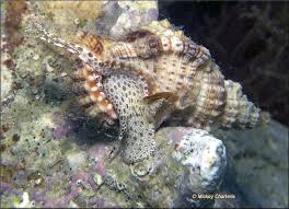 Image result for Streptocarpus montis-bingae