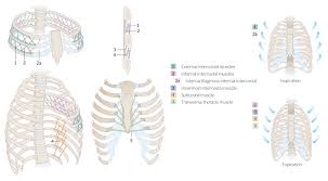 All muscles that are attached to the human rib cage have the inherent potential to cause a breathing action. Chest Wall Amboss