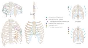 Stretching out the muscles of the chest and the rib. Chest Wall Amboss