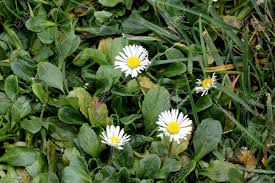 The common names for bellis include daisy, bachelor's button, meadow daisy and english daisy. Common Daisy English Daisy Bellis Perennis Herbaceous Perennial Stock Photo Picture And Royalty Free Image Image 97235976