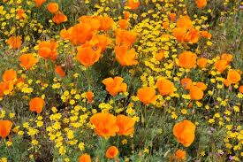 Check spelling or type a new query. Antelope Valley Poppy Reserve Lancaster California Tanama Tales