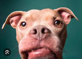 Looking to purchase more inventory WaQQy @ TcGplayer with plenty of  reviews. TCGPlayer low. Conditions NM 60-70% $3+ 50-60% $1.50-2.99 40-50%  $.50-1.49 Please be able to provide picture/timestamp/buylist with current  prices. I