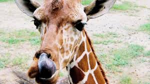 We did not find results for: Amazing Animal Facts Blue Tongued Lizards Examples Videos