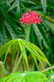 Image result for Jatropha multifida