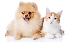 Our foster parents provide as much information as possible on the behaviors and if you are interested in meeting one of our labs, the next step is to complete an adoption application. Dfw Dog And Cat Adoptions Lost Paws Rescue Texas