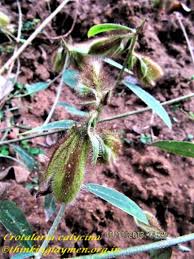 Image result for Crotalaria prolongata