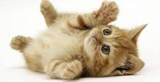 ruyada kedi yavrusu gormek nasil yorumlanir ruyada kedi yavrusu gormenin anlami