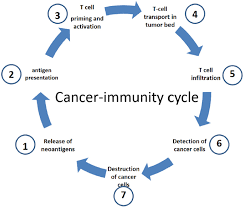 It's more likely than other breast cancers to return, and it has more limited treatment options. Immuno Oncology In Triple Negative Breast Cancer