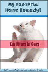 Essential Oils For Animals Cat Symptoms Cat Care Cat Remedies