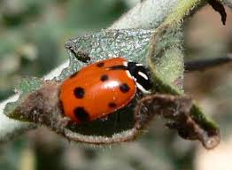 Mushroom compost can often be bought cheaply in bulk for use as a soil conditioner or mulch. Why Ladybugs Stink Laidback Gardener