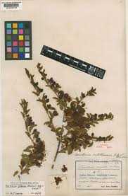 Image result for Maerua edulis