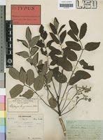 Image result for Ekebergia benguelensis
