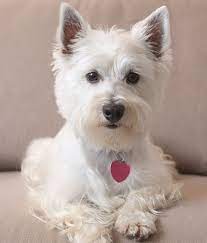 West Highland White Terrier 07 Jpg 614 720 Westie Dogs West Highland Terrier White Terrier