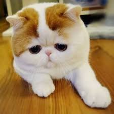 Scottish Fold British Shorthair Exotic Shorthair Kedi Sahiplendirme Home Facebook