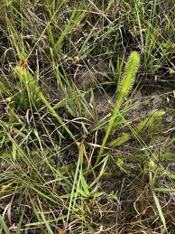 Image result for Lycopodiella sarcocaulon