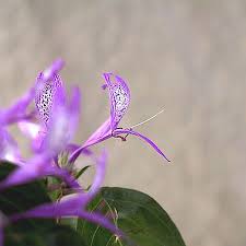 Image result for Hypoestes aristata