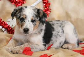 As australian cattle dogs mature into adulthood, be sure to keep clear who the pack leader is. Australian Cattle Dog Mix Puppies For Sale Puppy Adoption Keystone Puppies