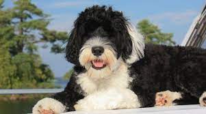 Portuguese Water Dog Breed Information Facts Traits Pictures More