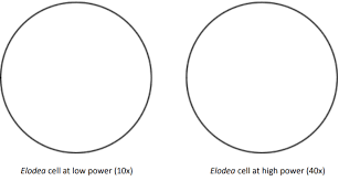 Is a elodea cell prokaryotic or eukaryotic. Lab 5 Cells Biology Libretexts